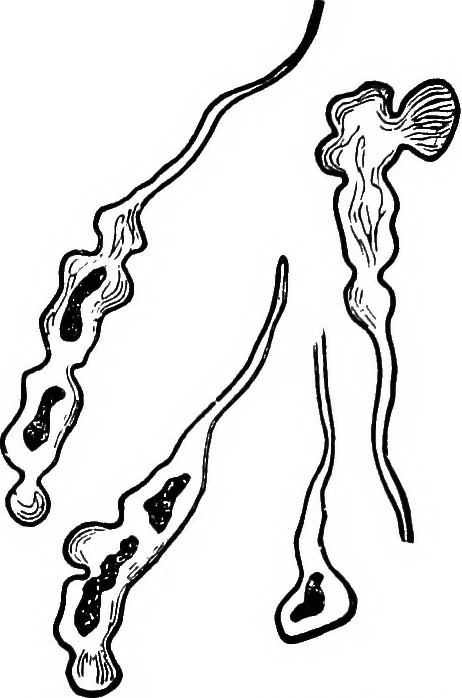 An illustration from The microscopy of vegetable foods : with special reference to the detection of adulteration and the diagnosis of mixtures, 1906, leaf 663