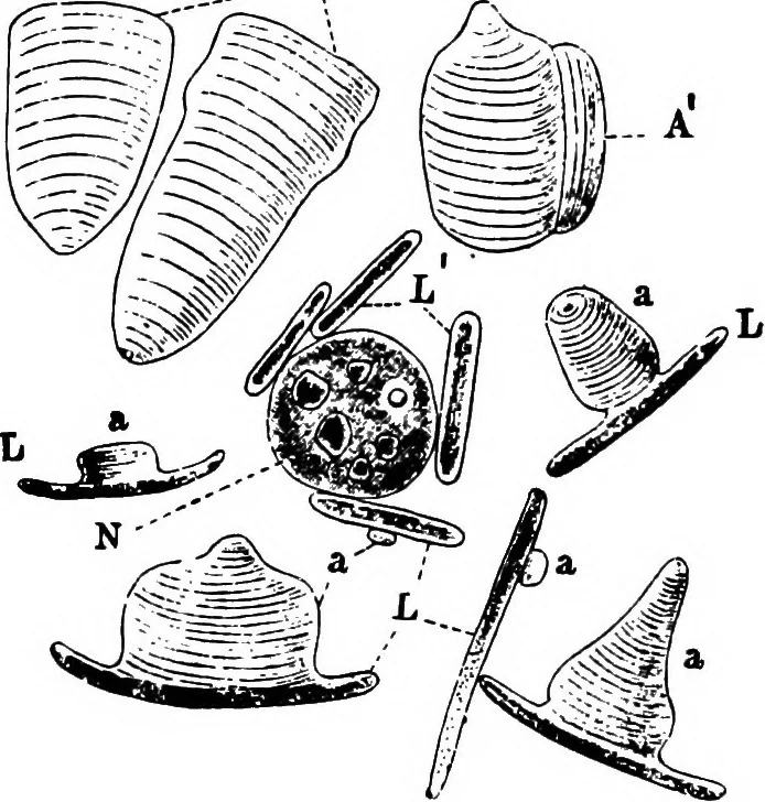 An illustration from The microscopy of vegetable foods : with special reference to the detection of adulteration and the diagnosis of mixtures, 1906, leaf 667