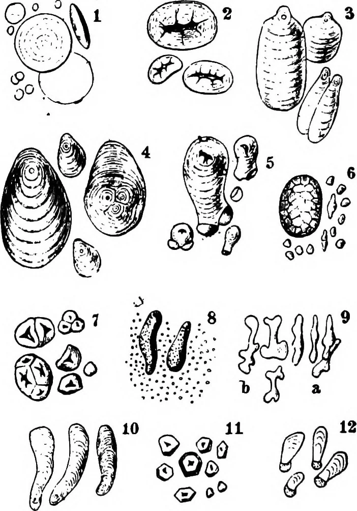 An illustration from The microscopy of vegetable foods : with special reference to the detection of adulteration and the diagnosis of mixtures, 1906, leaf 669