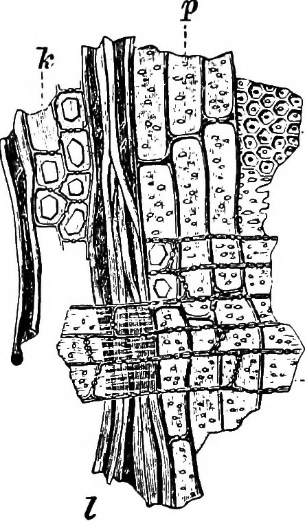 An illustration from The microscopy of vegetable foods : with special reference to the detection of adulteration and the diagnosis of mixtures, 1906, leaf 67