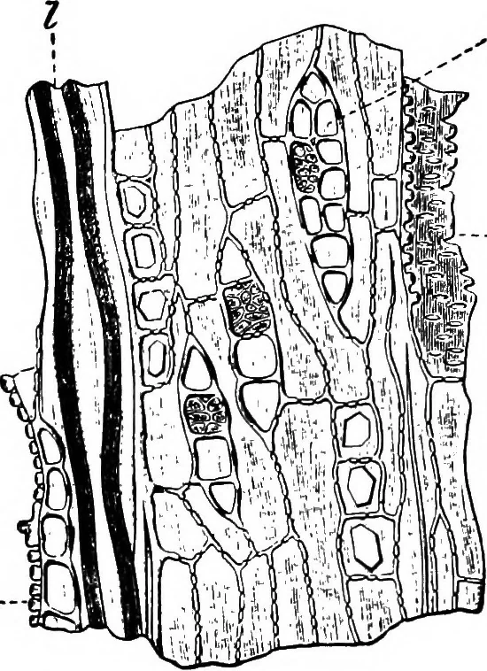 An illustration from The microscopy of vegetable foods : with special reference to the detection of adulteration and the diagnosis of mixtures, 1906, leaf 67