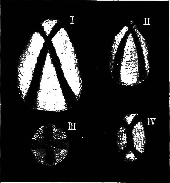 An illustration from The microscopy of vegetable foods : with special reference to the detection of adulteration and the diagnosis of mixtures, 1906, leaf 670