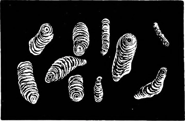 An illustration from The microscopy of vegetable foods : with special reference to the detection of adulteration and the diagnosis of mixtures, 1906, leaf 681