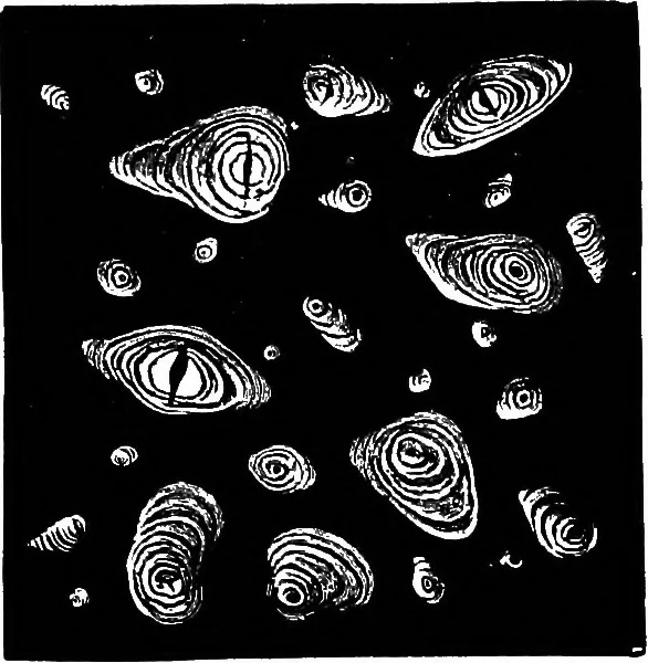 An illustration from The microscopy of vegetable foods : with special reference to the detection of adulteration and the diagnosis of mixtures, 1906, leaf 684