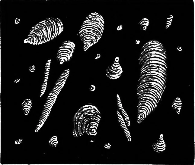 An illustration from The microscopy of vegetable foods : with special reference to the detection of adulteration and the diagnosis of mixtures, 1906, leaf 685