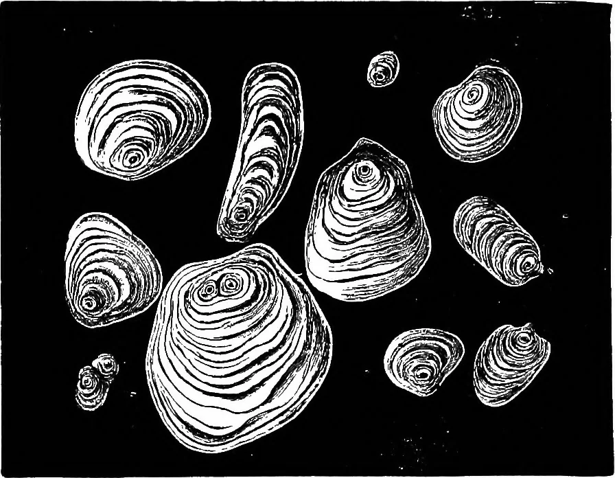 An illustration from The microscopy of vegetable foods : with special reference to the detection of adulteration and the diagnosis of mixtures, 1906, leaf 686
