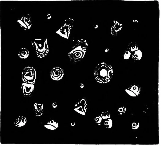An illustration from The microscopy of vegetable foods : with special reference to the detection of adulteration and the diagnosis of mixtures, 1906, leaf 688