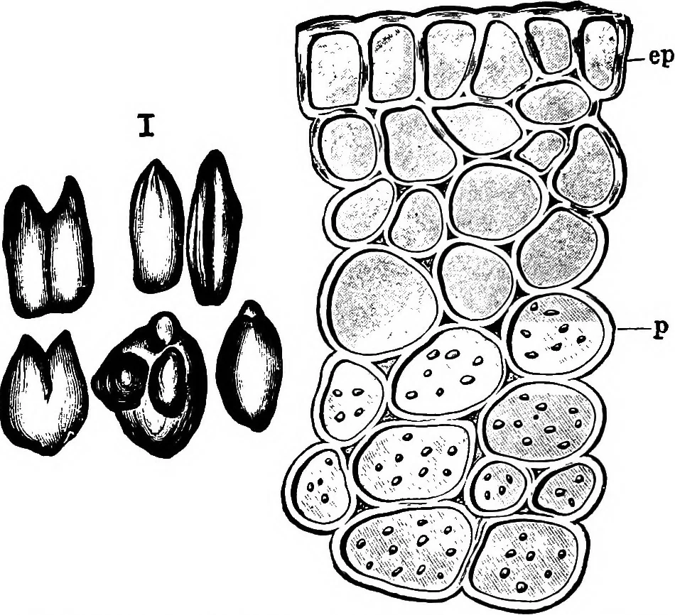 An illustration from The microscopy of vegetable foods : with special reference to the detection of adulteration and the diagnosis of mixtures, 1906, leaf 74