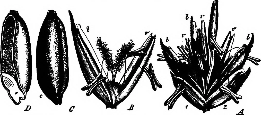An illustration from The microscopy of vegetable foods : with special reference to the detection of adulteration and the diagnosis of mixtures, 1906, leaf 84
