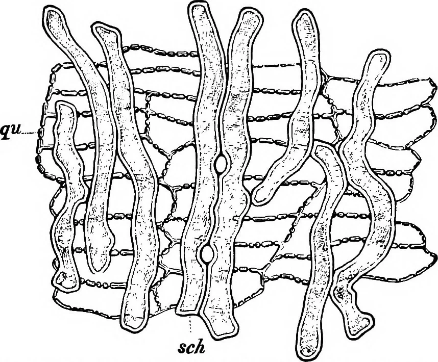 An illustration from The microscopy of vegetable foods : with special reference to the detection of adulteration and the diagnosis of mixtures, 1906, leaf 90