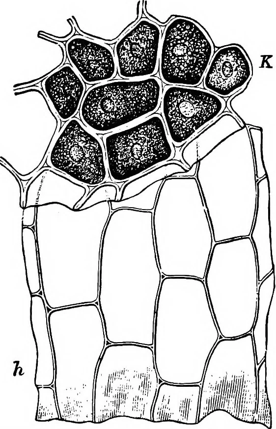 An illustration from The microscopy of vegetable foods : with special reference to the detection of adulteration and the diagnosis of mixtures, 1906, leaf 92