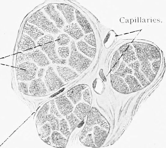 An illustration from Stöhr's histology, arranged upon an embryological basis, 1906, leaf 102