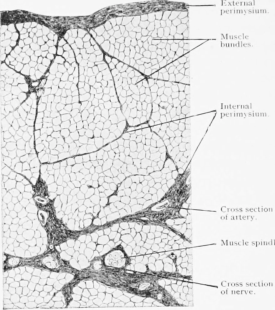 An illustration from Stöhr's histology, arranged upon an embryological basis, 1906, leaf 103