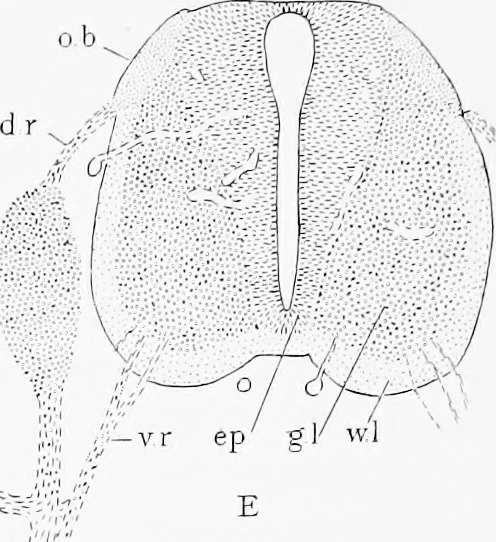 An illustration from Stöhr's histology, arranged upon an embryological basis, 1906, leaf 107