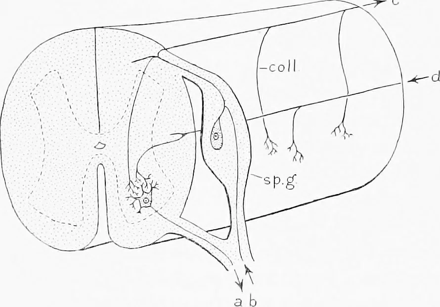 An illustration from Stöhr's histology, arranged upon an embryological basis, 1906, leaf 108