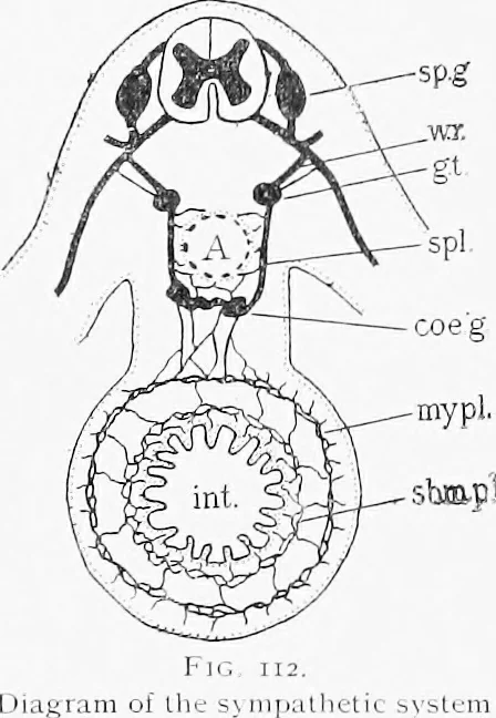 An illustration from Stöhr's histology, arranged upon an embryological basis, 1906, leaf 110