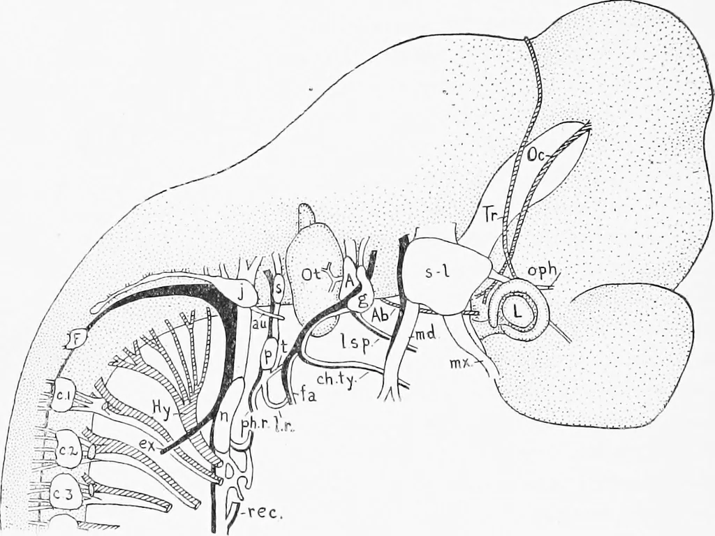 An illustration from Stöhr's histology, arranged upon an embryological basis, 1906, leaf 111