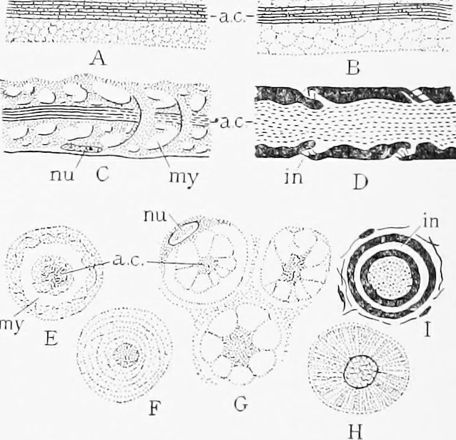 An illustration from Stöhr's histology, arranged upon an embryological basis, 1906, leaf 113