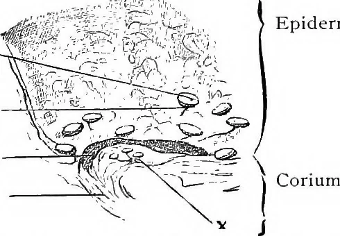 An illustration from Stöhr's histology, arranged upon an embryological basis, 1906, leaf 118