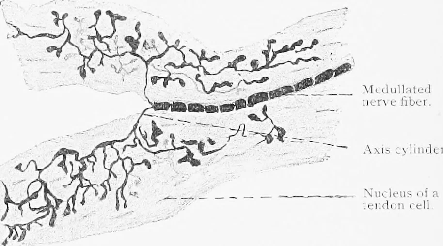 An illustration from Stöhr's histology, arranged upon an embryological basis, 1906, leaf 119