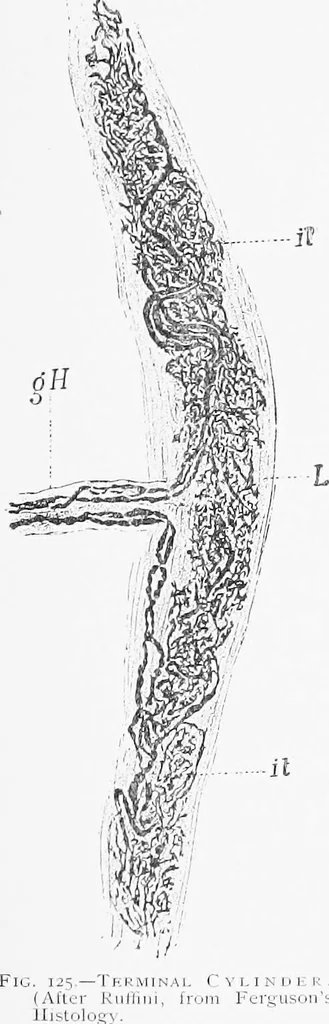 An illustration from Stöhr's histology, arranged upon an embryological basis, 1906, leaf 120