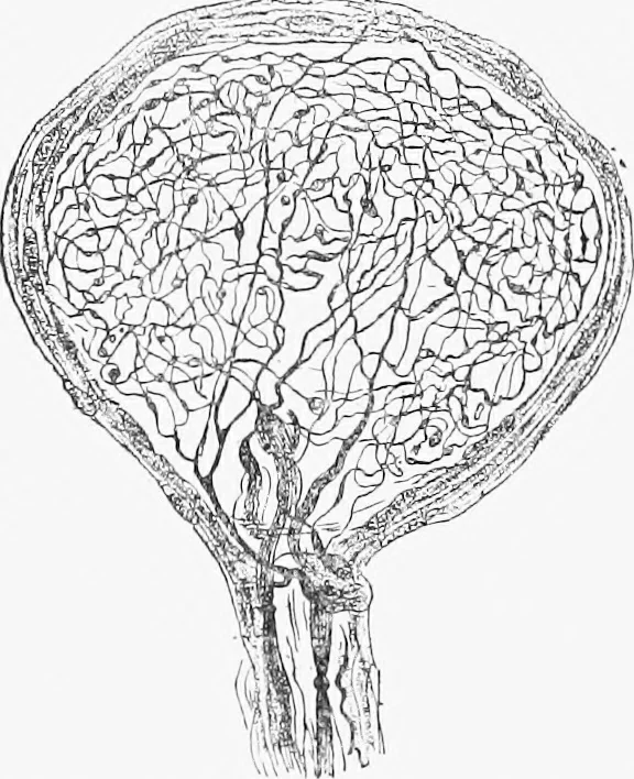 An illustration from Stöhr's histology, arranged upon an embryological basis, 1906, leaf 121
