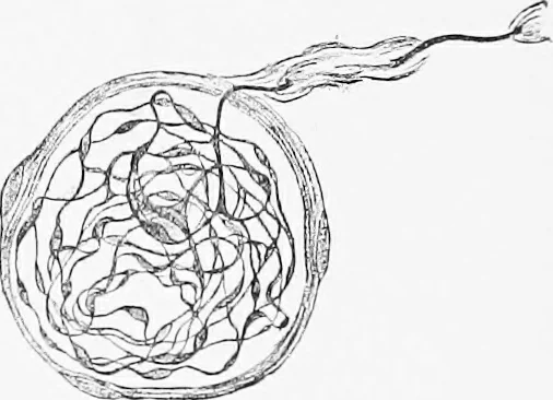 An illustration from Stöhr's histology, arranged upon an embryological basis, 1906, leaf 121