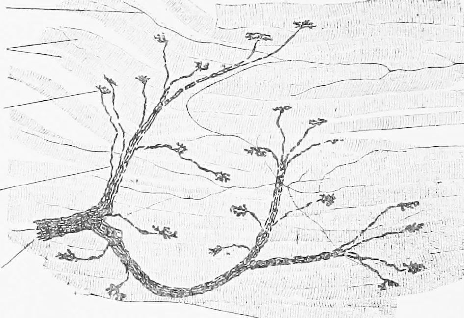 An illustration from Stöhr's histology, arranged upon an embryological basis, 1906, leaf 123
