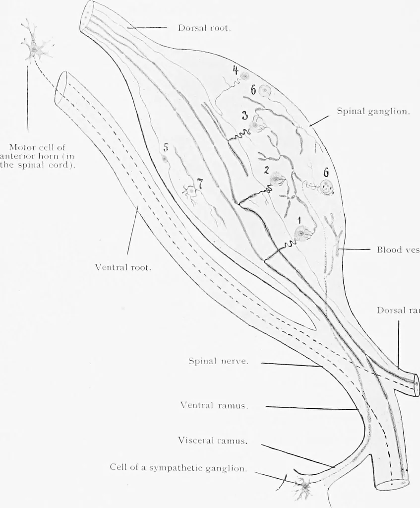 An illustration from Stöhr's histology, arranged upon an embryological basis, 1906, leaf 127