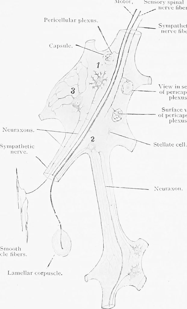 An illustration from Stöhr's histology, arranged upon an embryological basis, 1906, leaf 128