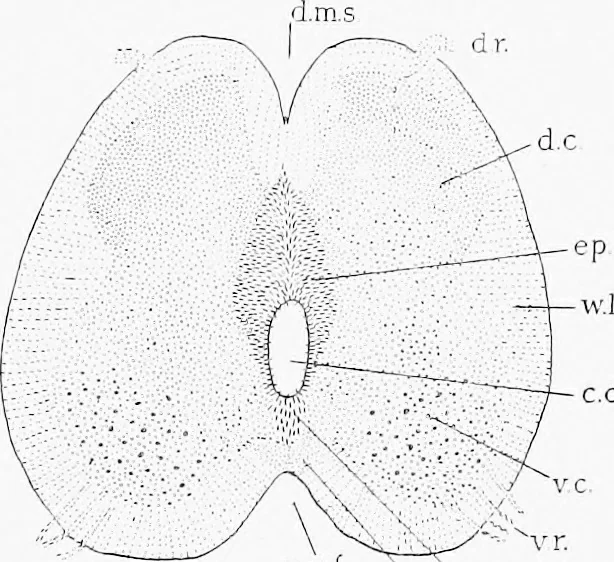 An illustration from Stöhr's histology, arranged upon an embryological basis, 1906, leaf 130