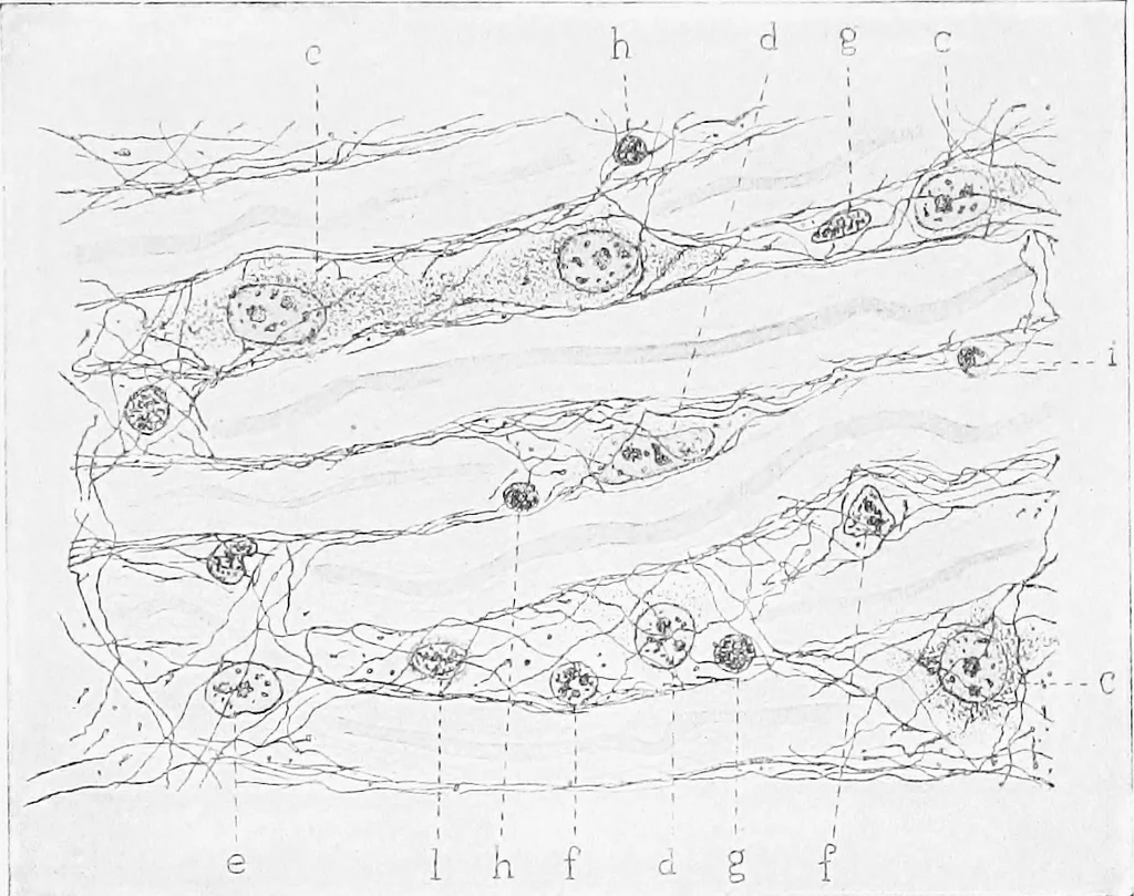 An illustration from Stöhr's histology, arranged upon an embryological basis, 1906, leaf 132
