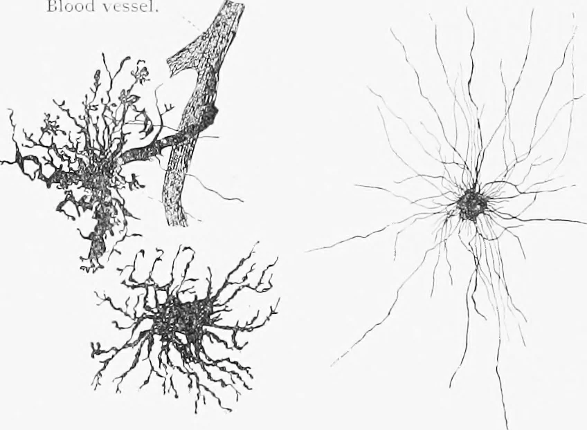 An illustration from Stöhr's histology, arranged upon an embryological basis, 1906, leaf 133
