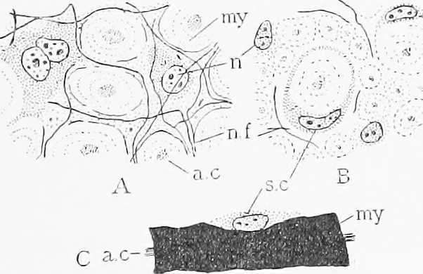 An illustration from Stöhr's histology, arranged upon an embryological basis, 1906, leaf 134