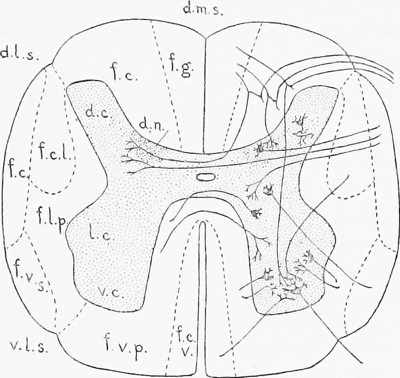 An illustration from Stöhr's histology, arranged upon an embryological basis, 1906, leaf 136