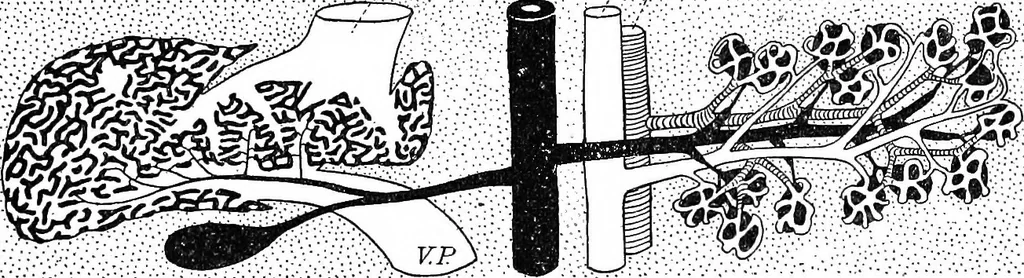 An illustration from Stöhr's histology, arranged upon an embryological basis, 1906, leaf 140