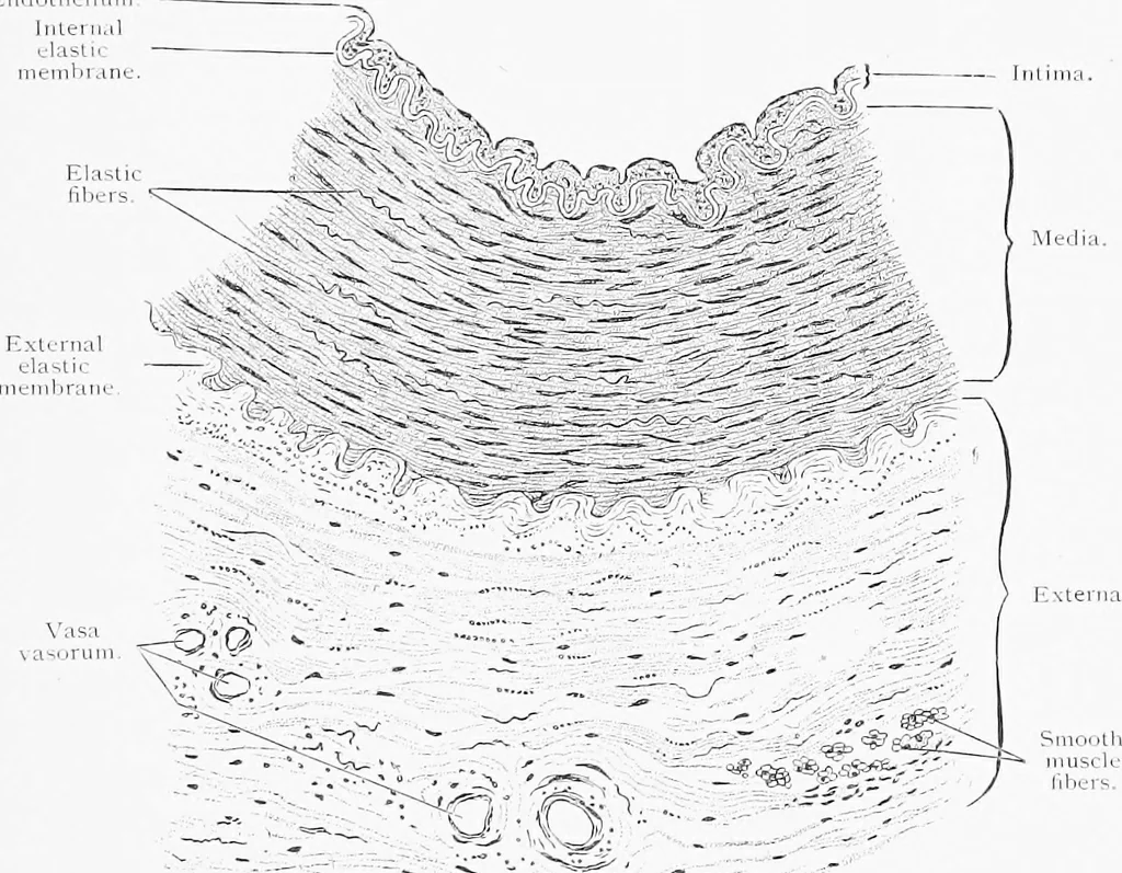 An illustration from Stöhr's histology, arranged upon an embryological basis, 1906, leaf 144
