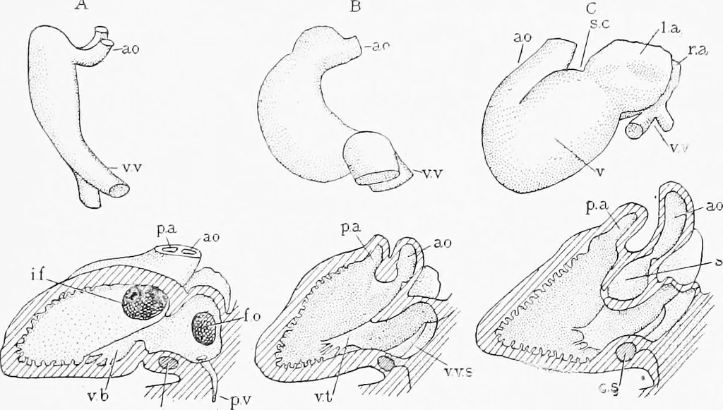 An illustration from Stöhr's histology, arranged upon an embryological basis, 1906, leaf 148