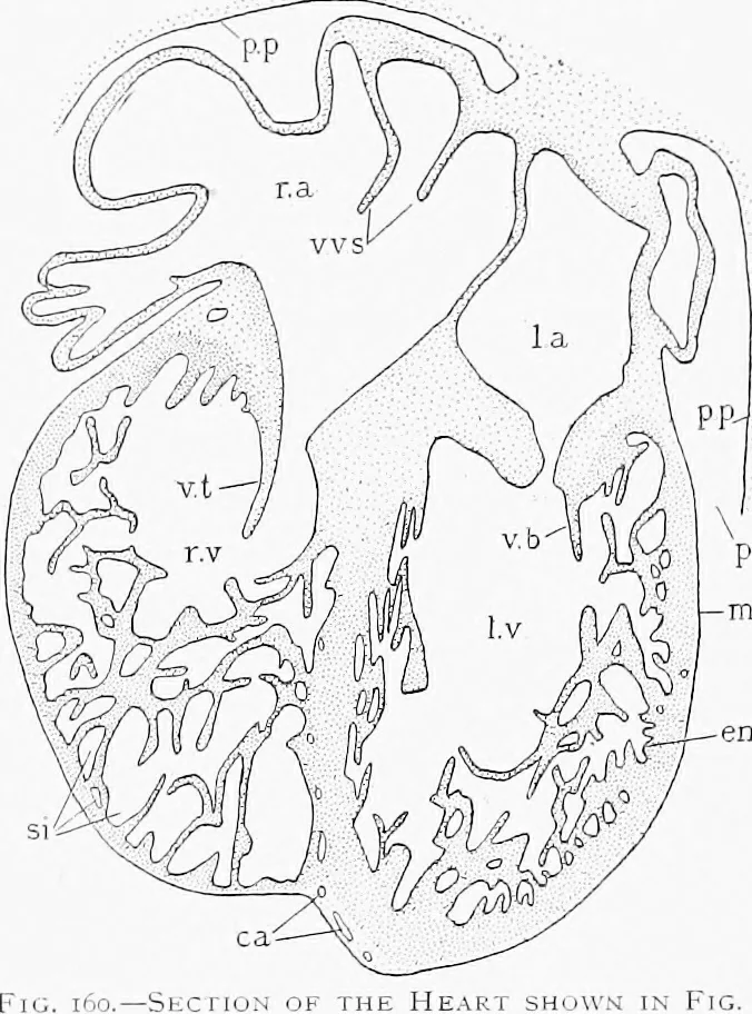 An illustration from Stöhr's histology, arranged upon an embryological basis, 1906, leaf 150