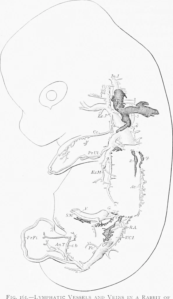 An illustration from Stöhr's histology, arranged upon an embryological basis, 1906, leaf 153
