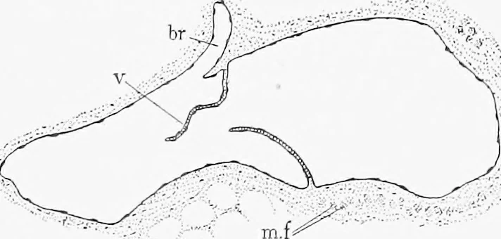 An illustration from Stöhr's histology, arranged upon an embryological basis, 1906, leaf 154
