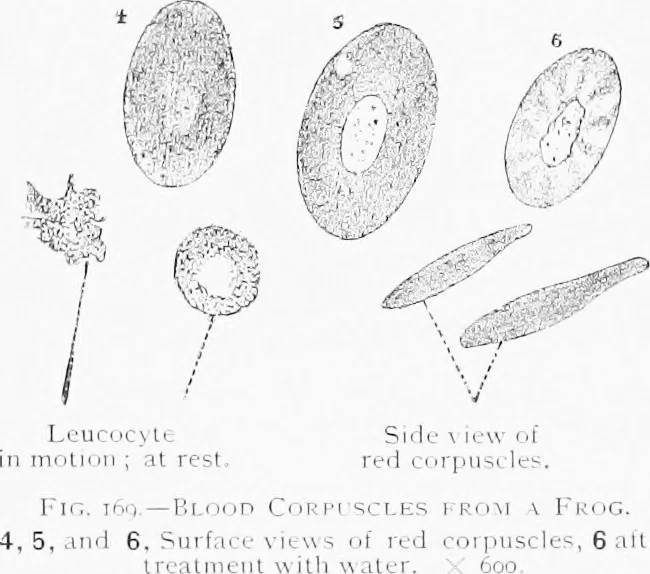 An illustration from Stöhr's histology, arranged upon an embryological basis, 1906, leaf 159