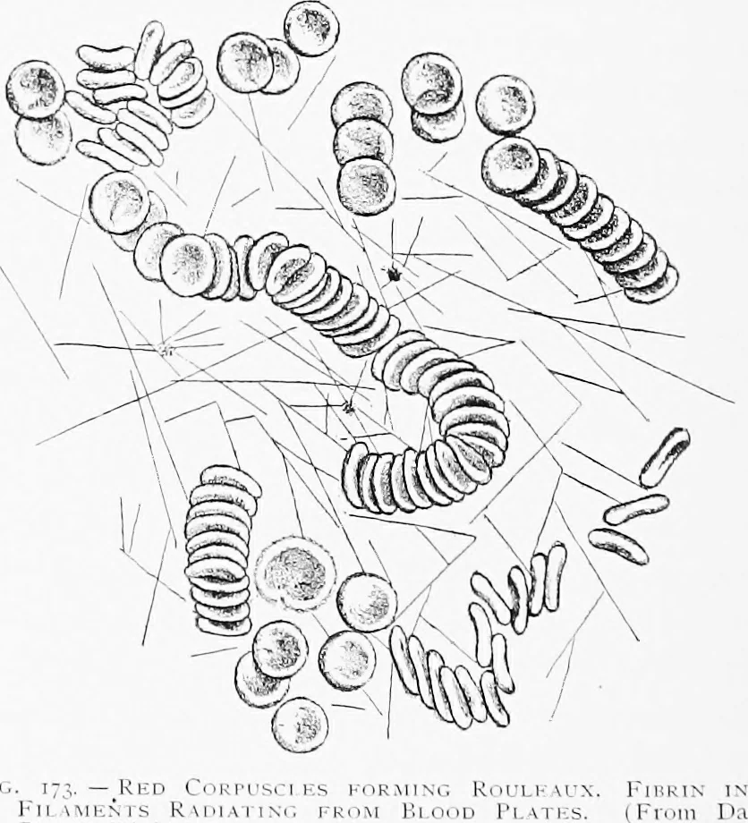 An illustration from Stöhr's histology, arranged upon an embryological basis, 1906, leaf 165