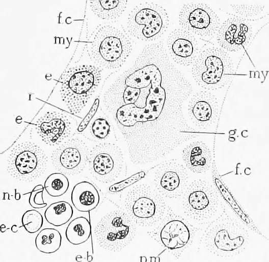 An illustration from Stöhr's histology, arranged upon an embryological basis, 1906, leaf 167