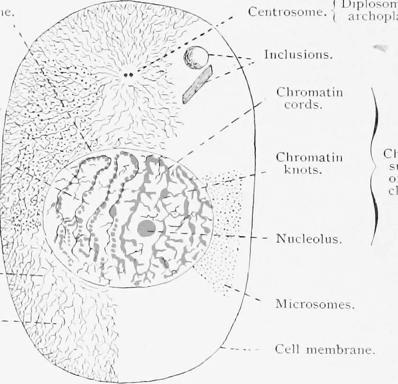 An illustration from Stöhr's histology, arranged upon an embryological basis, 1906, leaf 17