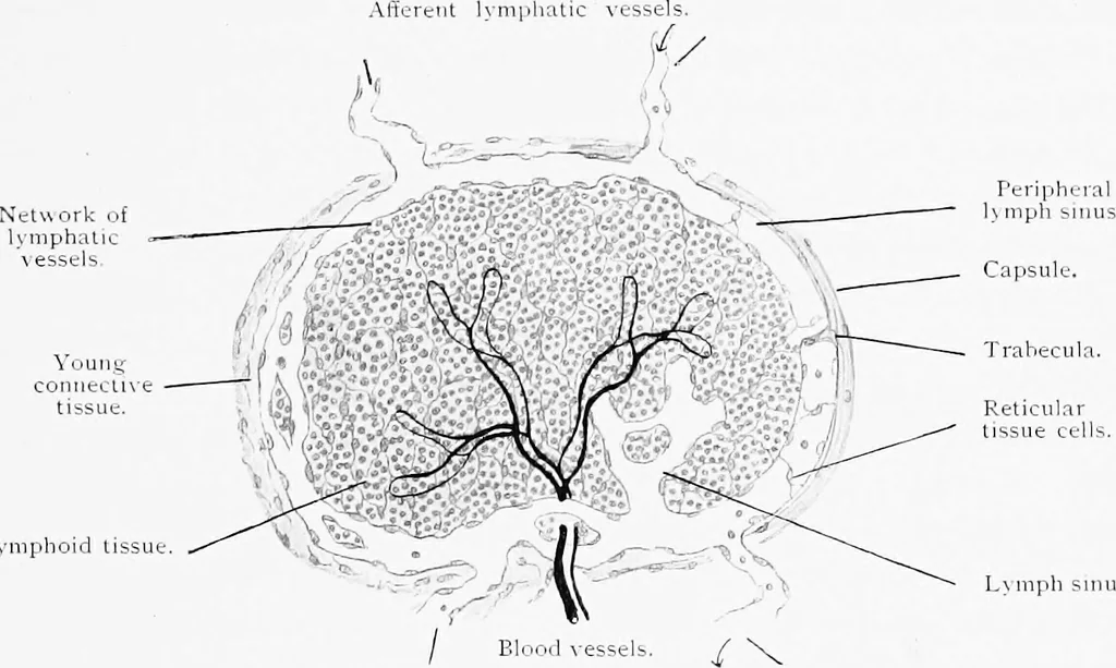 An illustration from Stöhr's histology, arranged upon an embryological basis, 1906, leaf 170