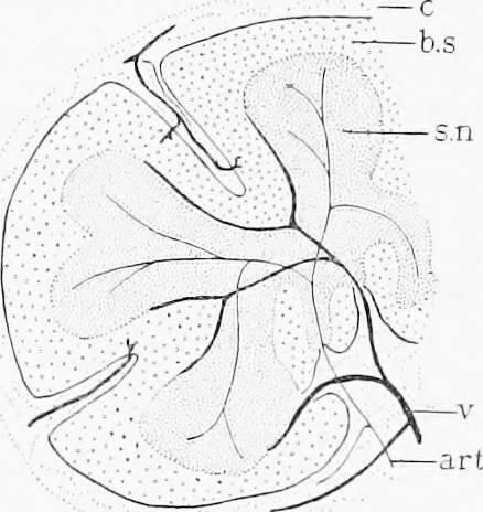 An illustration from Stöhr's histology, arranged upon an embryological basis, 1906, leaf 175