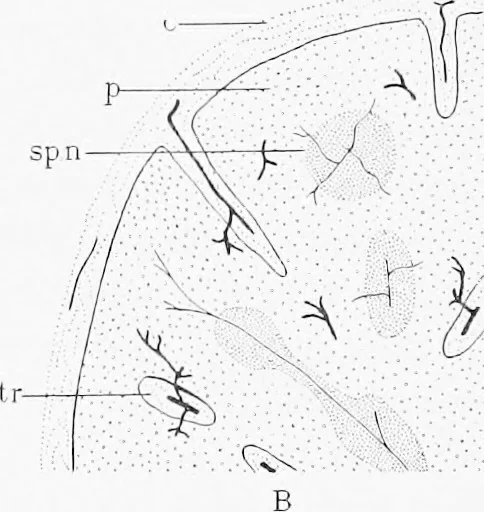 An illustration from Stöhr's histology, arranged upon an embryological basis, 1906, leaf 175
