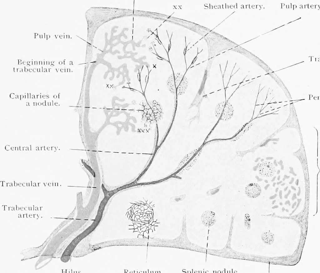 An illustration from Stöhr's histology, arranged upon an embryological basis, 1906, leaf 176
