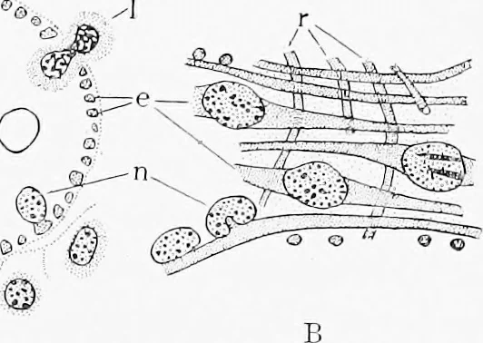 An illustration from Stöhr's histology, arranged upon an embryological basis, 1906, leaf 176